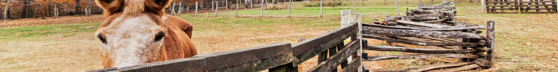 Donkey At The Fence
