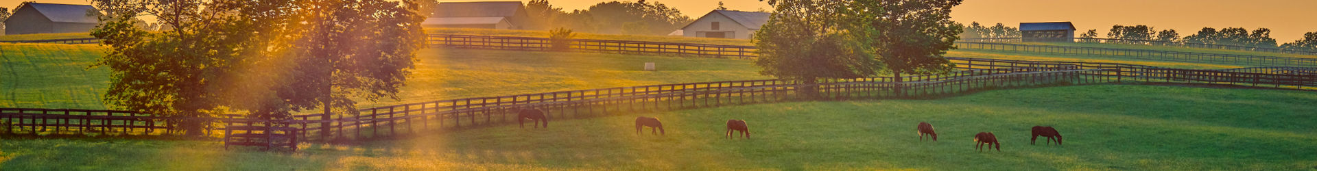 Cow Pasture At Sunrise